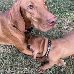 Rose - Vizsla