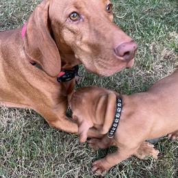 Rose - Vizsla