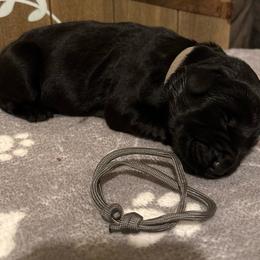 Yacht - Black male Giant Schnauzer puppy in Houston, Texas from Elevated Pearl Giants
