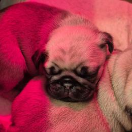 Girl 3 - Fawn female Pug puppy in Fitzwilliam, New Hampshire from Kayla's Pugs