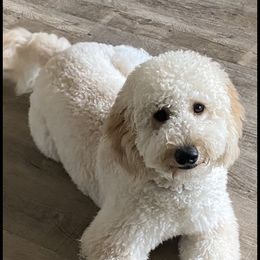 Charlotte - Goldendoodle