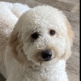 Charlotte - Goldendoodle