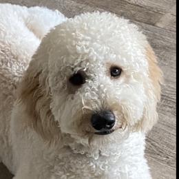 Charlotte - Goldendoodle