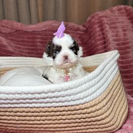 Angel - Liver and white female Shih Tzu puppy in Phoenix, Arizona from Spoiled ShihTzu LLC