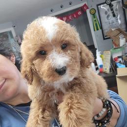 ROCCO - Parti male Goldendoodle puppy in Milwaukwe, Wisconsin from Wisconsin Doodles