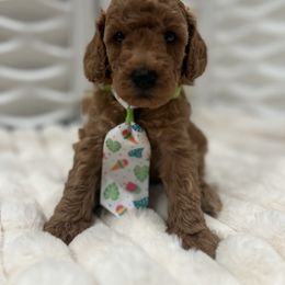 Enzo - Red  male Goldendoodle puppy in Maricopa, Arizona from HeyDoods Doodles