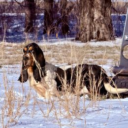 Velvet - Basset Hound