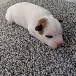 Boy 4 - Tri-colored male Parson Russell Terrier puppy in Phelan, California from Elite Parson Russells