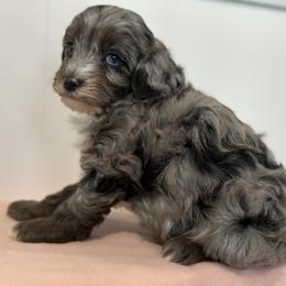 Cavalier King Charles Spaniel puppies from Shelli's Puppies