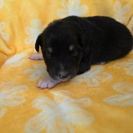 Soursop - Black tri-color male Australian Shepherd puppy in Albany, Oregon from Red Cloud Australian Shepherds and DeGray Great Danes & Bulldogs