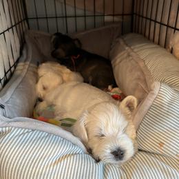 Miniature Schnauzer Puppies from Miles Family Schnauzers