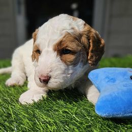 Lulu - Parti female Goldendoodle puppy in Austin, Texas from Doodles Fur Days