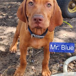 Mr. Blue - Golden rust male Vizsla puppy in Beeville, Texas from CW Legacy Vizslas