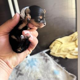 Lovely - Black and tan female Yorkshire Terrier puppy in Columbia, Missouri from Keonia's Yorkshire Terriers
