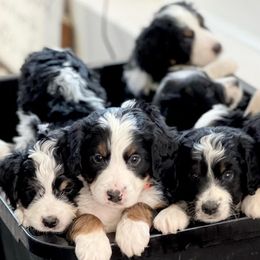 Bernedoodles from Alpine Mini Bernedoodles