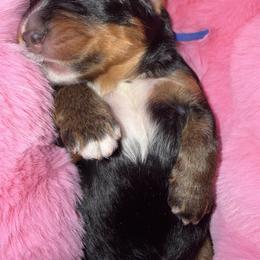 Blue - Phantom male Bernedoodle puppy in Curtice, Ohio from The Pink Doghouse