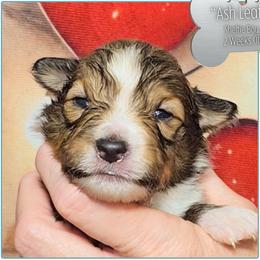 Ash Leaf - Sable and white male Shetland Sheepdog puppy in Elberton, Georgia from Ioney's Southern Paws Shelties, Frenchies, and Yorkies
