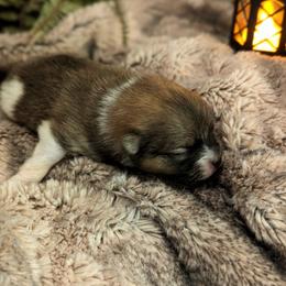 Cairn - Tri-colored male Pomeranian puppy in California from T & D Dream Poms