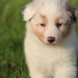 Australian Shepherd and German Shorthaired Pointer Puppies from Twin lakes ridge farm