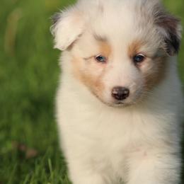 Australian Shepherd and German Shorthaired Pointer Puppies from Twin lakes ridge farm
