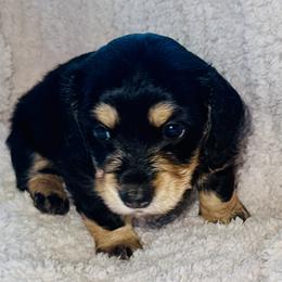 Black and cream girl 1-reserved - Black and cream female Dachshund puppy in Wickenburg, Arizona from Glossy Doxies