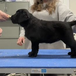 Twinkie - Labrador Retriever