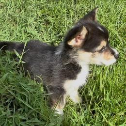 AKC Red - Black and tan female Pembroke Welsh Corgi puppy in Summerfield, Florida from Promise Land Farm