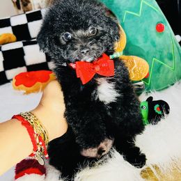 SHADOW - Black male Maltipoo puppy in Sugar Land, Texas from Celebrity Maltipoos