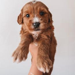 Pecan (Orange) - Red  male Goldendoodle puppy in Beaverton, Oregon from Henry Elliots