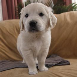 Gray Collar - Light golden male Golden Retriever puppy in Roseburg, Oregon from Unbound Goldens