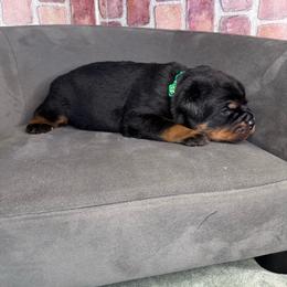 Green boy - Black and mahogany male Rottweiler puppy in Auburn, California from Vom Haus Flores