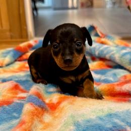 Ranger - Black and tan male Miniature Pinscher puppy in Eatonton, Georgia from TNT Puppies