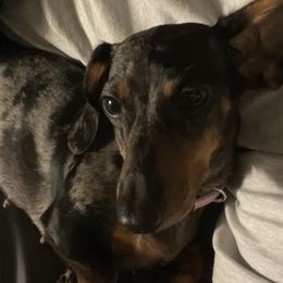 Ressie - Dachshund