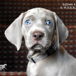 Weimaraner Puppies from Platinum Weimaraners