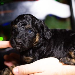 Donner - Tri-color male Bernedoodle puppy in Tyner, Kentucky from Good Dog Doodles