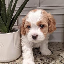 Omar - Blenheim male Cavapoo puppy in Caldwell, Idaho from Terrace Cav's