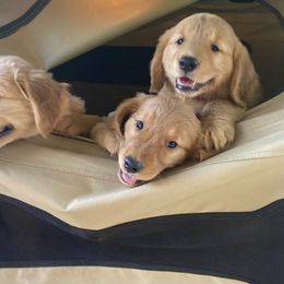 Yellow Collar of Six Girls - Golden Golden Retriever puppy in Sacramento Area, California from Gold Country Golden Retrievers
