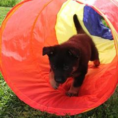 German Shepherd Puppies from Glaurung Kennel