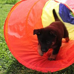 German Shepherd Puppies from Glaurung Kennel