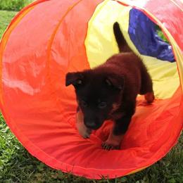 German Shepherd Puppies from Glaurung Kennel