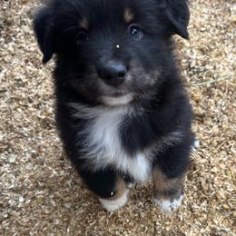 Luke - Black tri male Miniature Australian Shepherd puppy in Lebanon, Oregon from Two Pines Mini Aussies