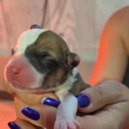 Boy 1 - Red Pembroke Welsh Corgi puppy in Binghamton Area, New York from JFF Scenic Woodrows Winnie
