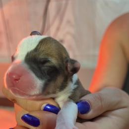 Boy 1 - Red Pembroke Welsh Corgi puppy in Binghamton Area, New York from JFF Scenic Woodrows Winnie