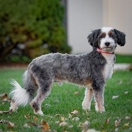 Chip - Poodle