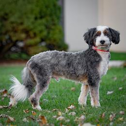 Chip - Poodle