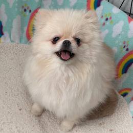 Paris - Pomeranian