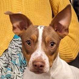Elmer Fudd - Teddy Roosevelt Terrier