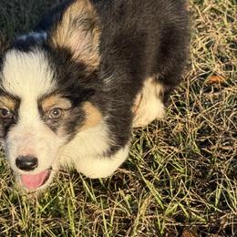 Tri fluffy - Black and tan male American Corgi puppy in Carthage, Texas from Rafter C Ranch Doxies