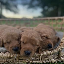 Golden Retriever Puppies from Shupe’s Sweet Southern Goldens