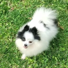 Heaven - Pomeranian